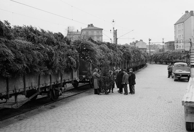 Stockholms södra godsstation. Största delen av Stockholms alla julgranar år 1953 har anlänt. Det är 25 vagnar, varav varje vagn rymmer 1000-1500 granar. Källa: Stockholmskällan