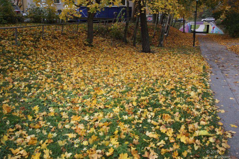 Fall in Hagsätra, 2019