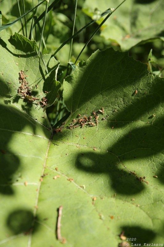 Summer pohotowalk in Hagsätra forest, 2020