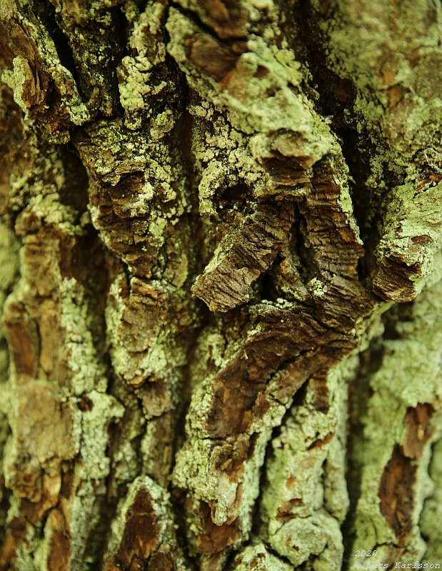 Summer pohotowalk in Hagsätra forest, 2020