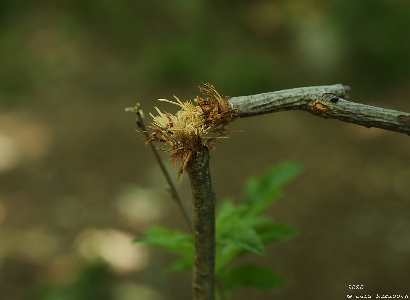 Summer pohotowalk in Hagsätra forest, 2020