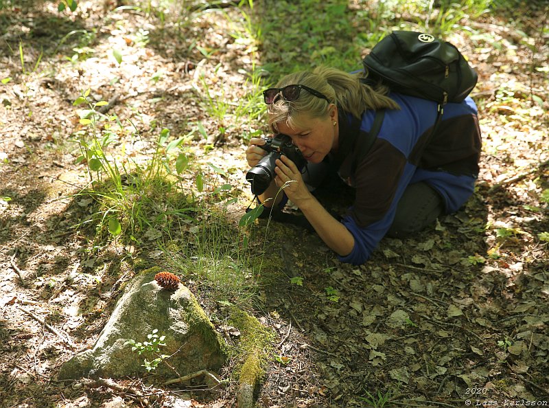 Summer pohotowalk in Hagsätra forest, 2020