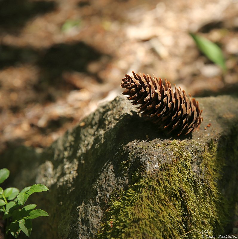 Summer pohotowalk in Hagsätra forest, 2020