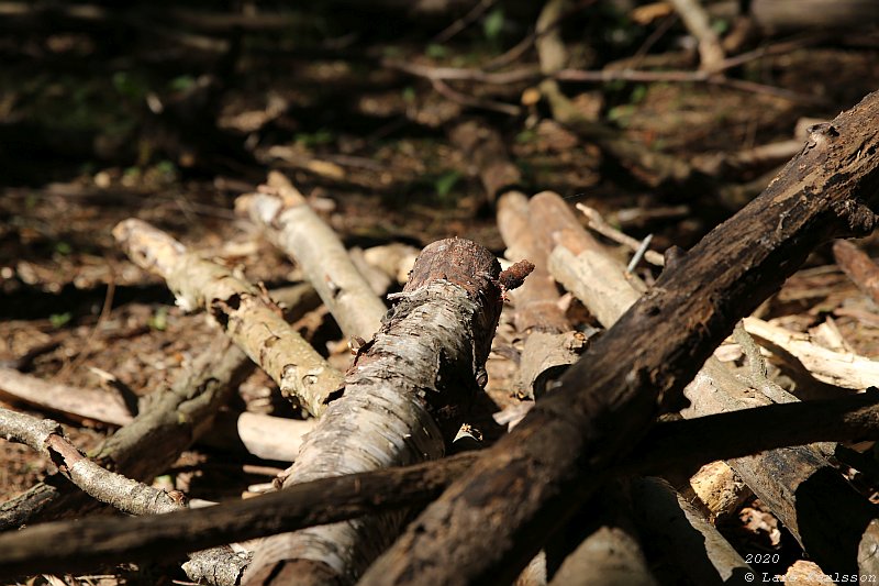 Summer pohotowalk in Hagsätra forest, 2020