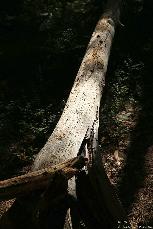 Summer pohotowalk in Hagsätra forest, 2020