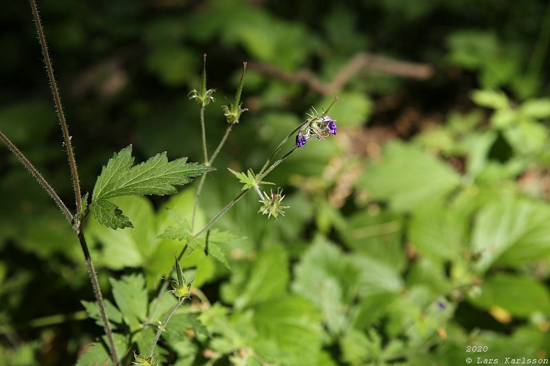 Summer pohotowalk in Hagsätra forest, 2020