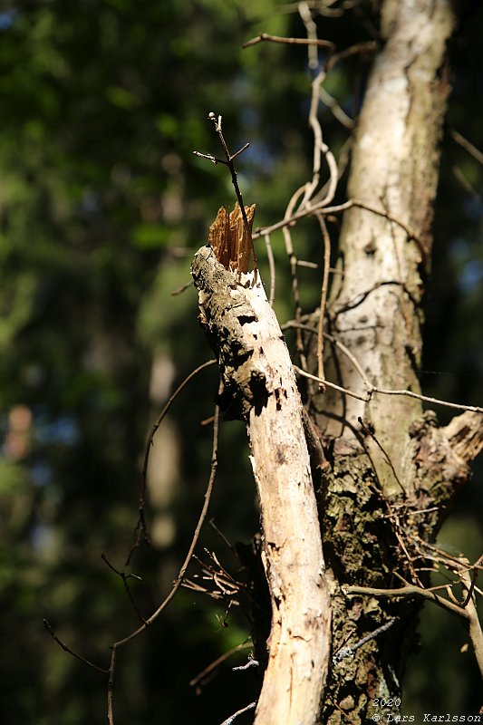 Summer pohotowalk in Hagsätra forest, 2020