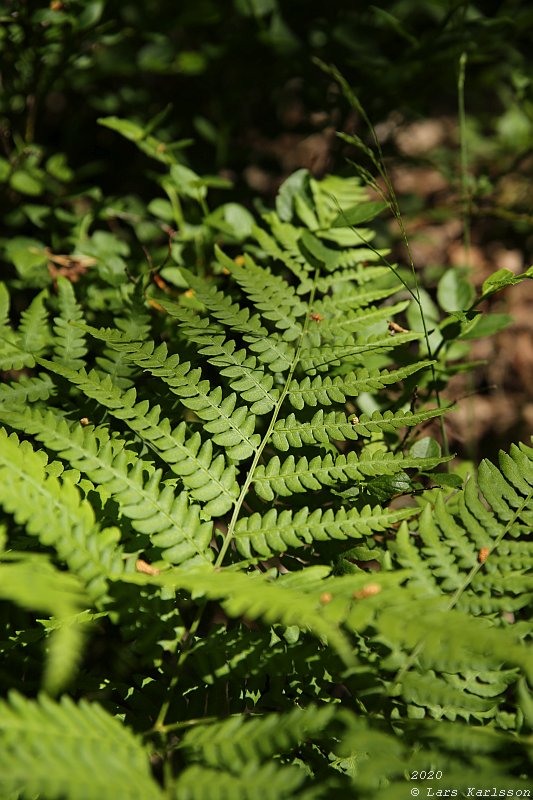 Summer pohotowalk in Hagsätra forest, 2020