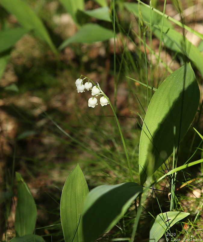 Summer pohotowalk in Hagsätra forest, 2020