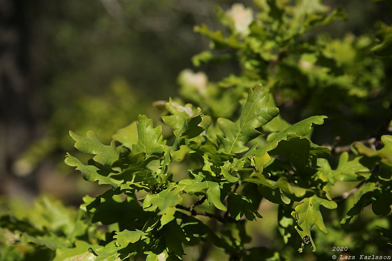 Summer pohotowalk in Hagsätra forest, 2020