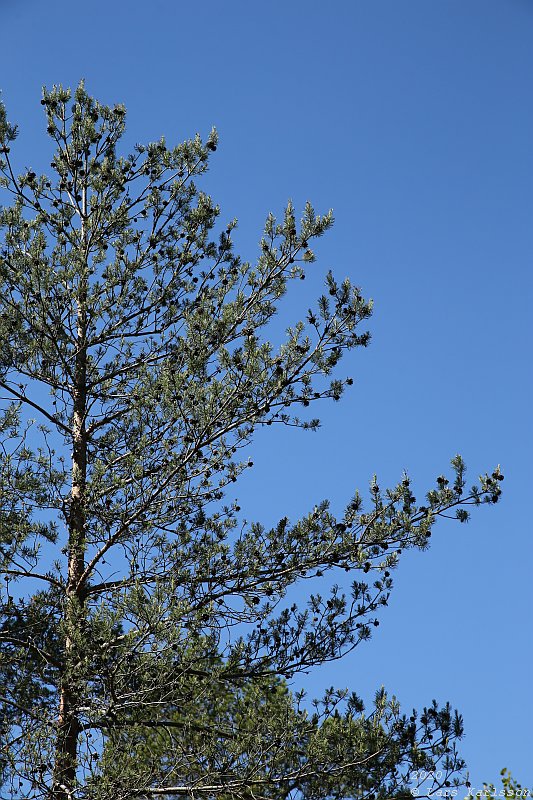 Summer pohotowalk in Hagsätra forest, 2020