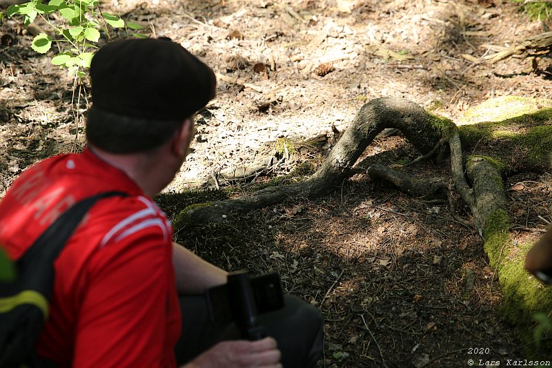 Summer pohotowalk in Hagsätra forest, 2020