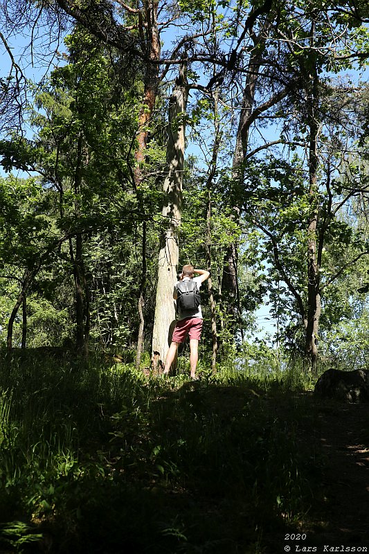 Summer pohotowalk in Hagsätra forest, 2020