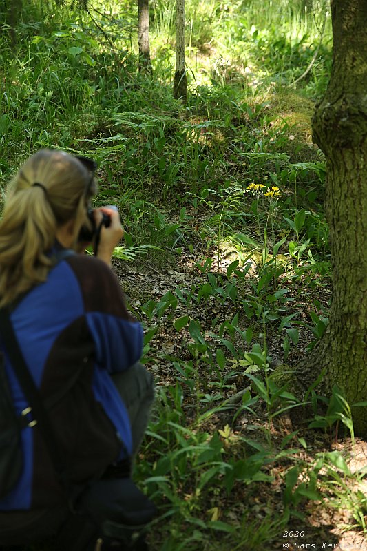 Summer pohotowalk in Hagsätra forest, 2020