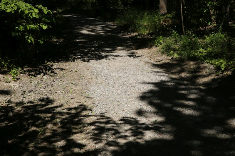 Summer pohotowalk in Hagsätra forest, 2020