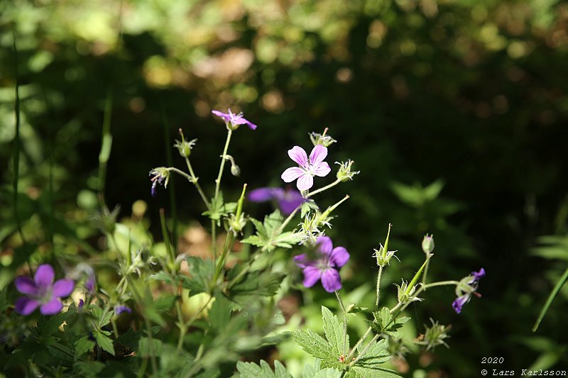 Summer pohotowalk in Hagsätra forest, 2020