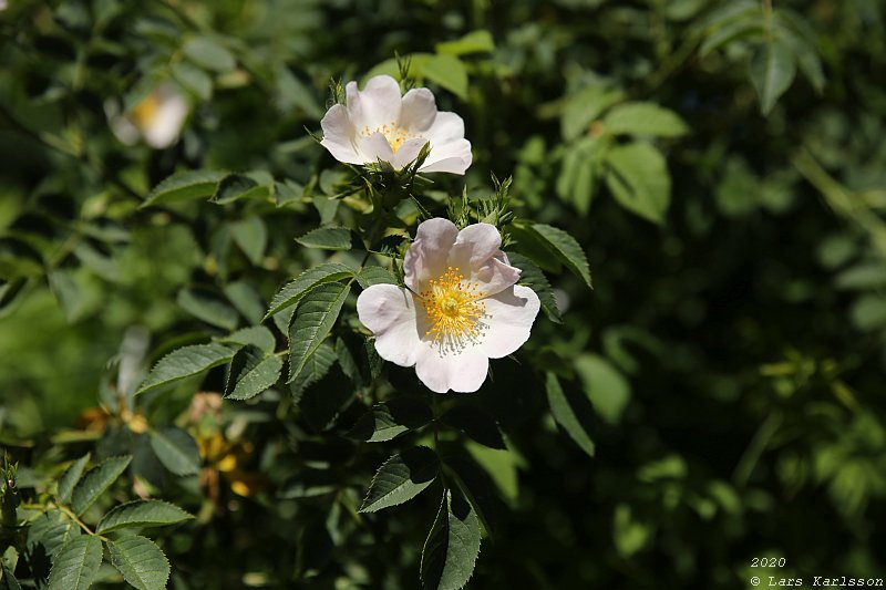 Summer pohotowalk in Hagsätra forest, 2020