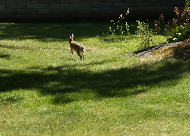 Summer pohotowalk in Hagsätra forest, 2020