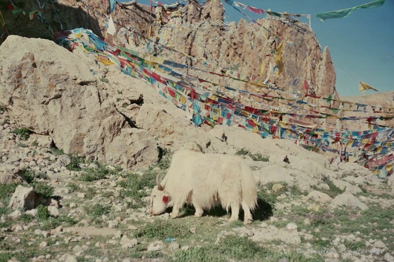 Gunilla's trek in Tibet