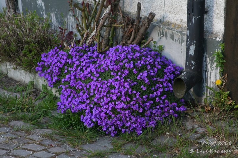 Baltic Sea cities: Visby