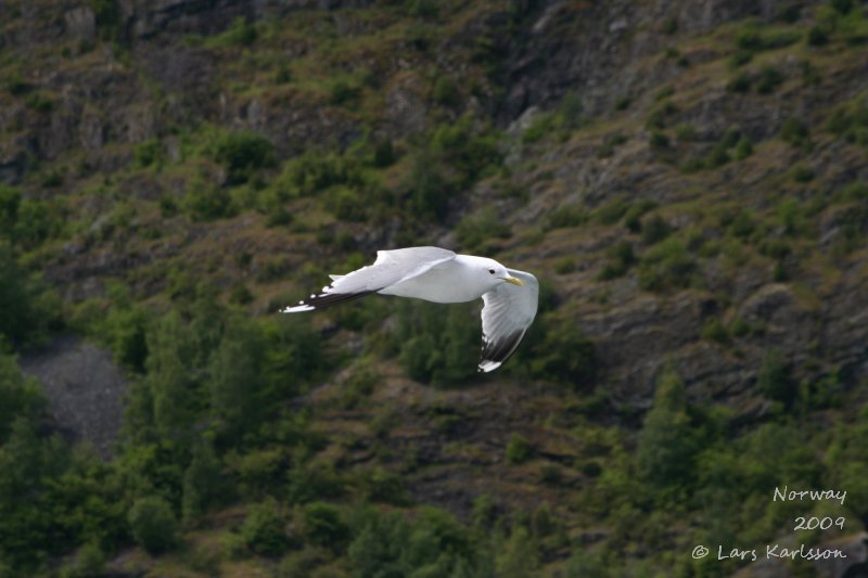 Cruise on fjords of Norway, Sognefjorden, Aurlandsfjorden, Flåm