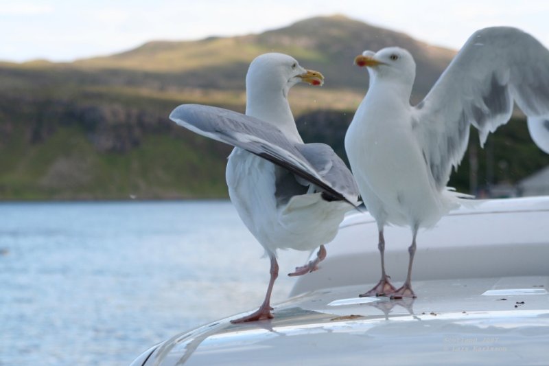 Isle of Skye, Portree