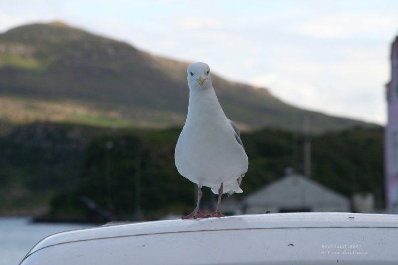 Isle of Skye, Portree