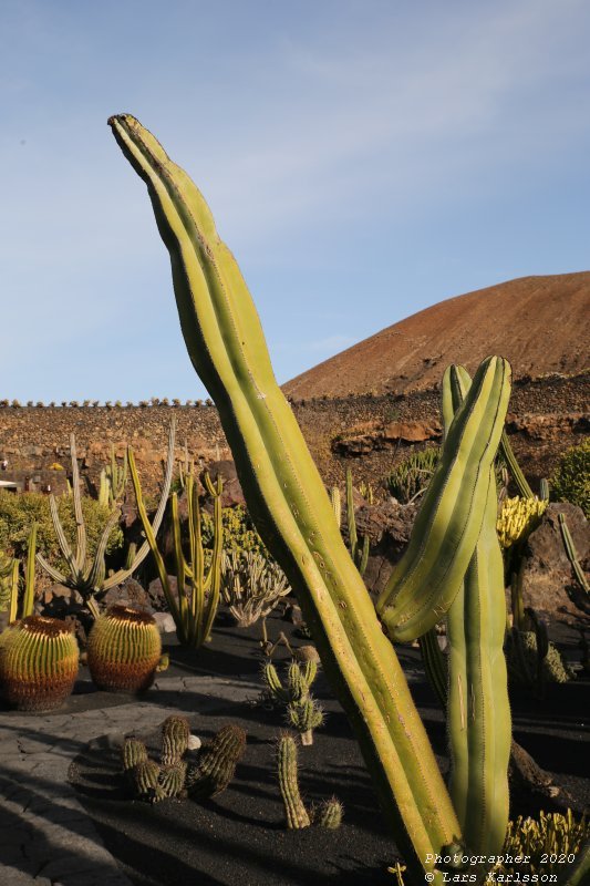 One week at Lanzarote, Spain 2020