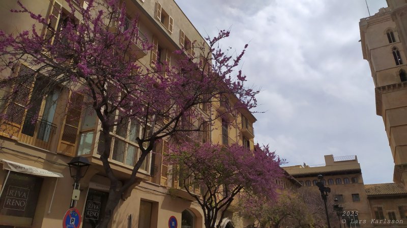 Spain, Mallorca, 2025