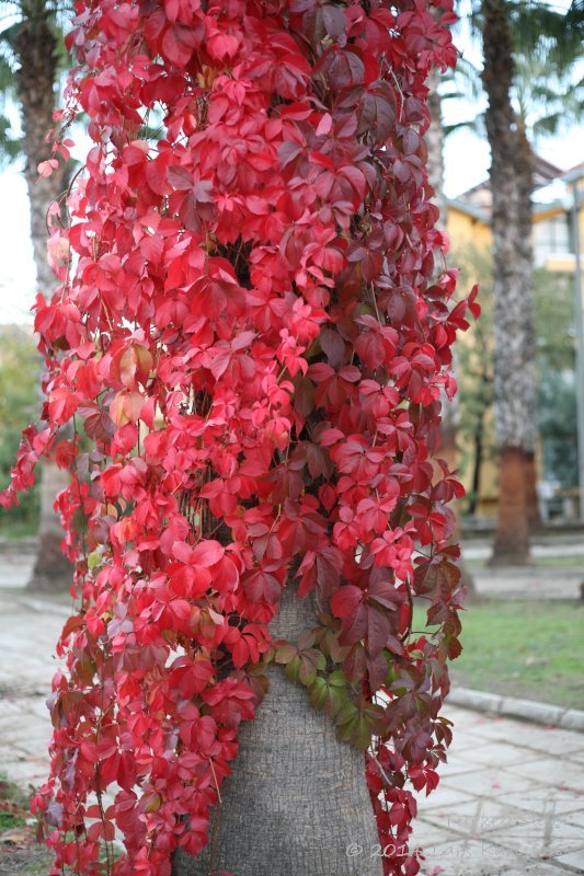 One week in Turkey, Back to Side ruins