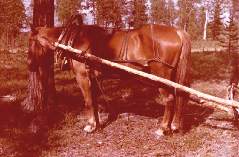 Introduction to our tour to Lappland, 1963