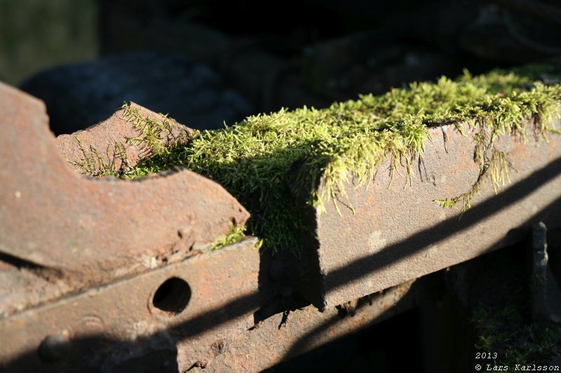 The abandoned truck in the forest, 2013