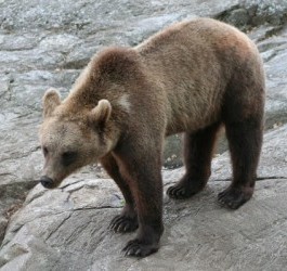 Brown bear