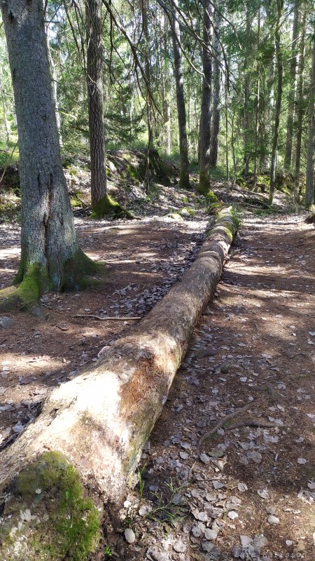Älvsjöskogen med en fornlämning och ett fort, 2025