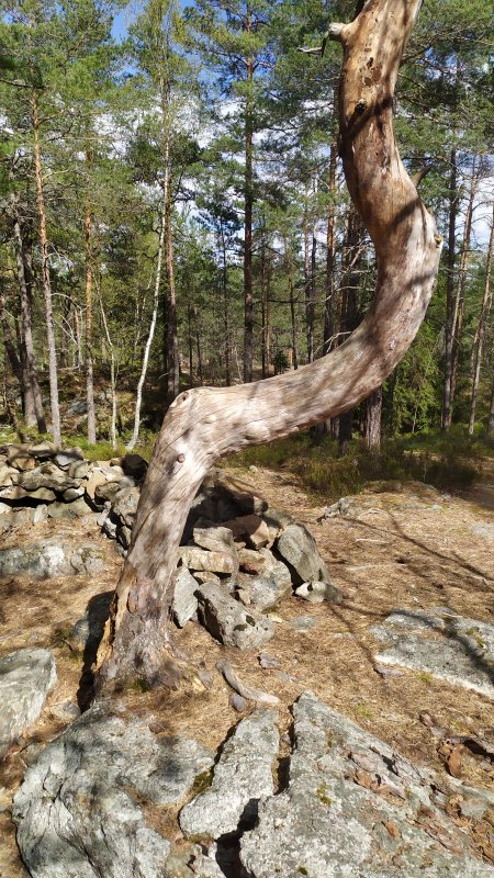 Älvsjöskogen med en fornlämning och ett fort, 2025