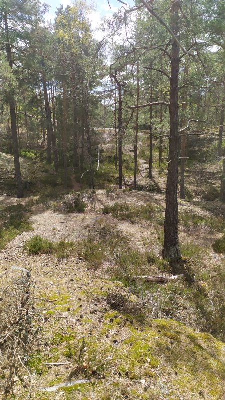 Älvsjöskogen med en fornlämning och ett fort, 2025