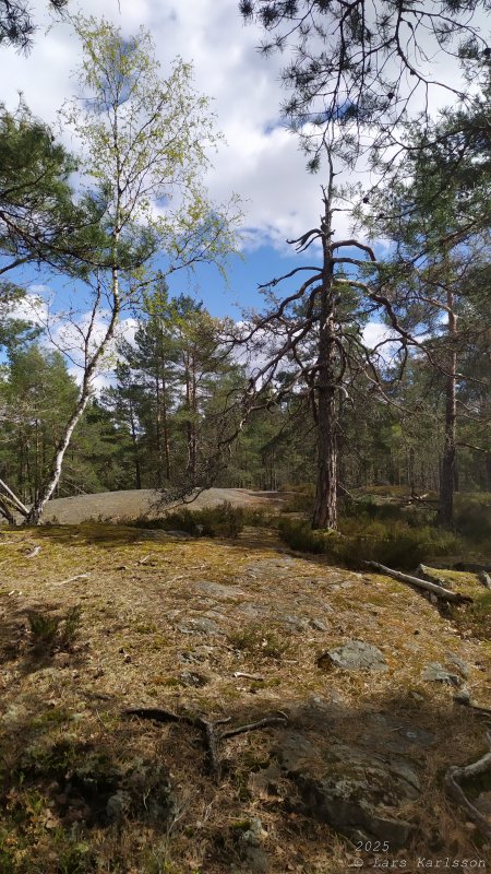 Älvsjöskogen med en fornlämning och ett fort, 2025