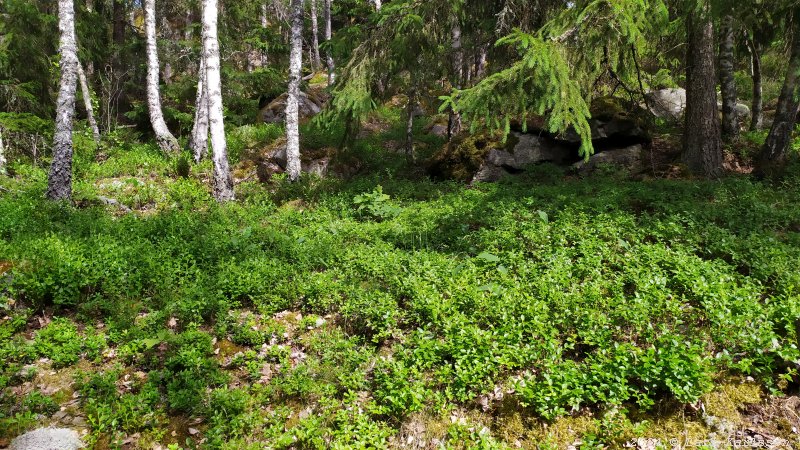 Kagghamra fornborgar, södra Stockholm 2024