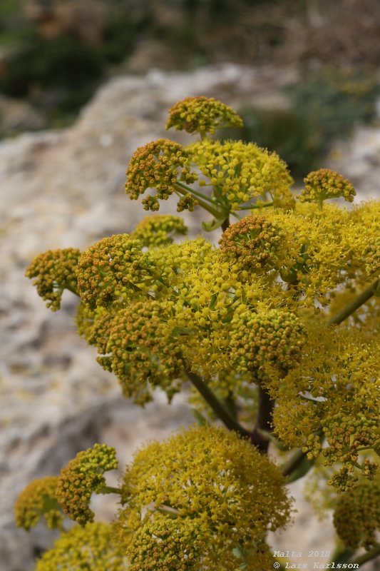 Malta, Western coast