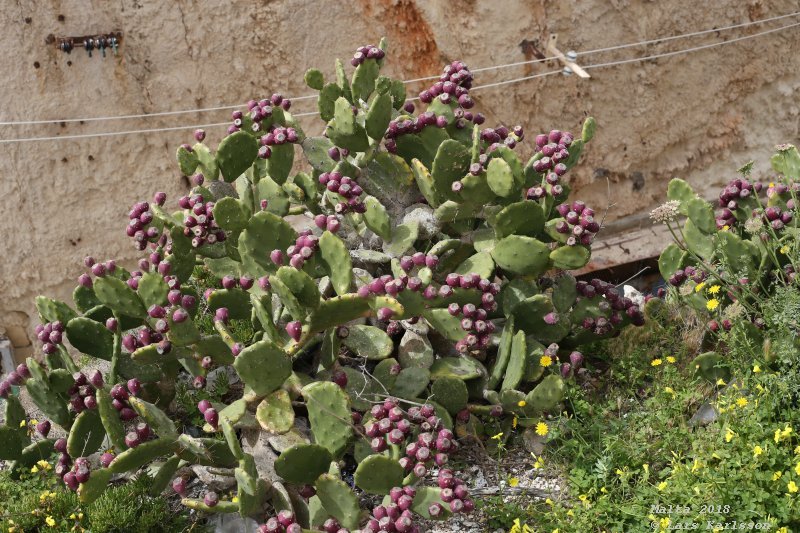 Malta, Western coast