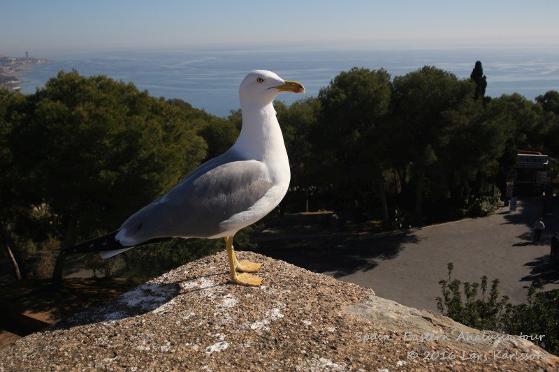 Malaga